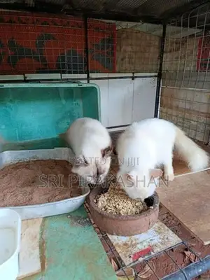Himalayan Persian Cats