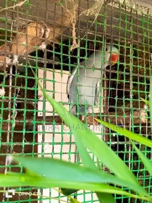 Ringneck Birds