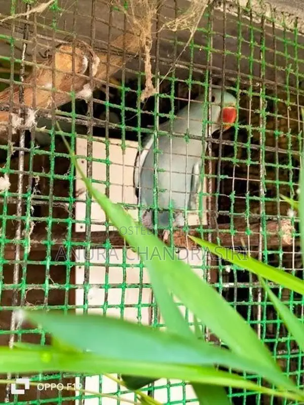 Ringneck Birds