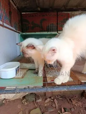 Himalayan Persian Cats