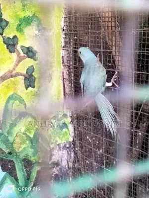 Ringneck Birds