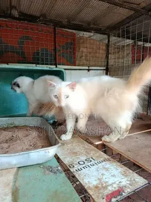Himalayan Persian Cats