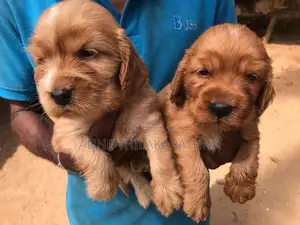 Cocker Spaniel Puppies