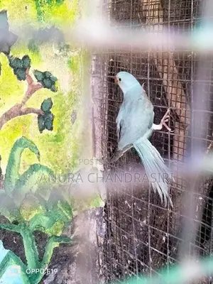 Ringneck Birds
