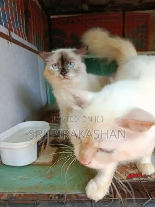 Himalayan Persian Cats