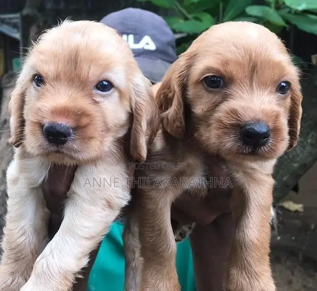 Cocker Spaniel Puppies