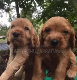 Cocker Spaniel Puppies