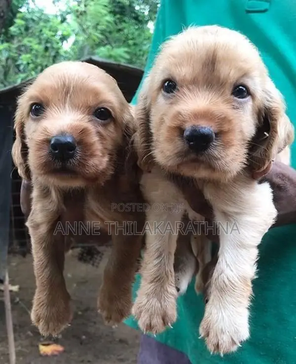 Cocker Spaniel Puppies