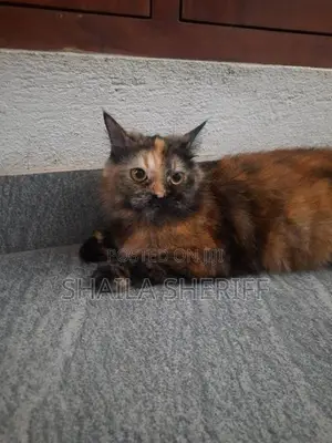 Persian Cat