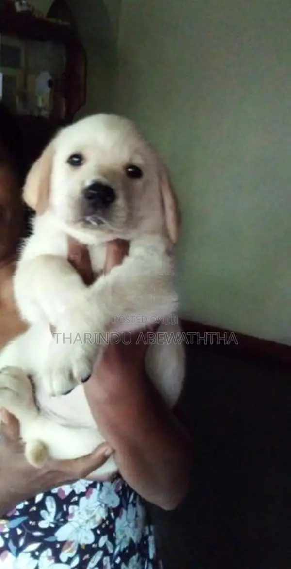 Labrador Puppies