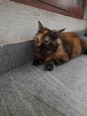 Persian Cat