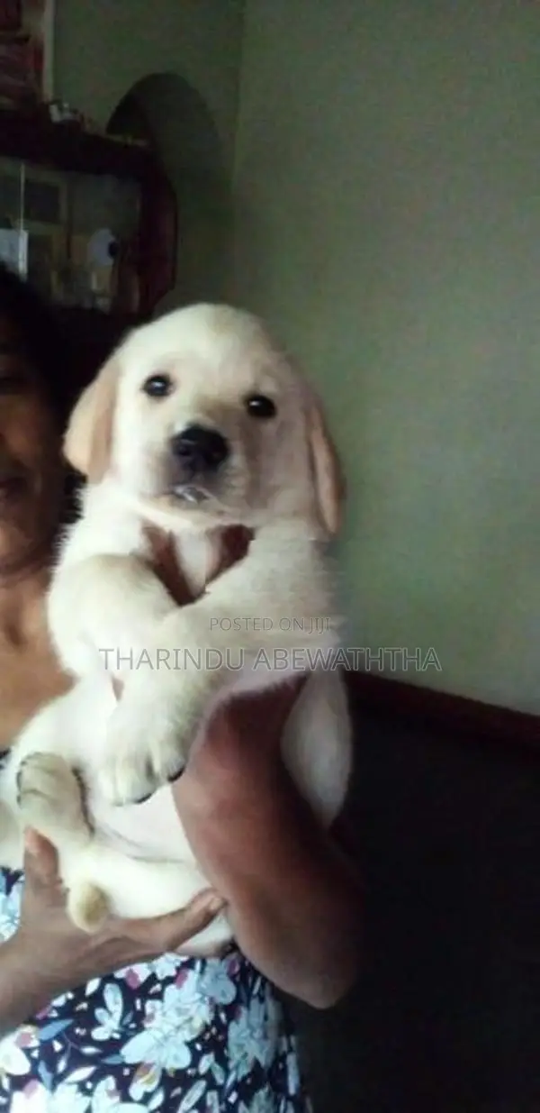 Labrador Puppies