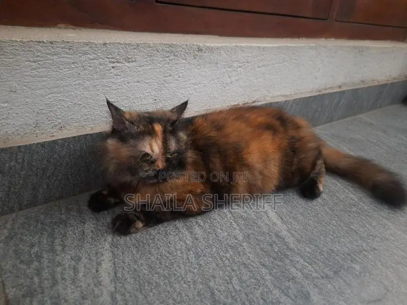 Persian Cat