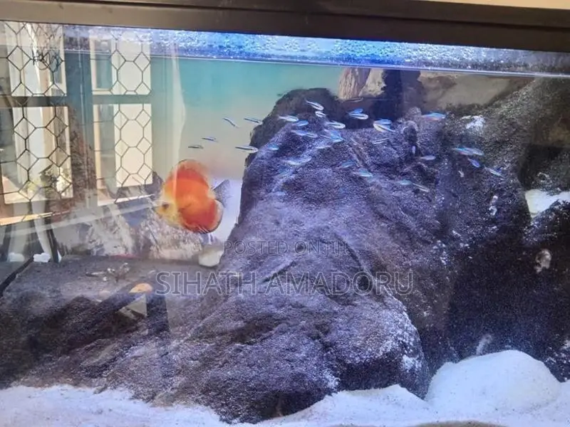 Curved Glass Full Set Fish Tank with Stand