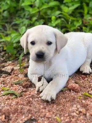 Labrador Puppies