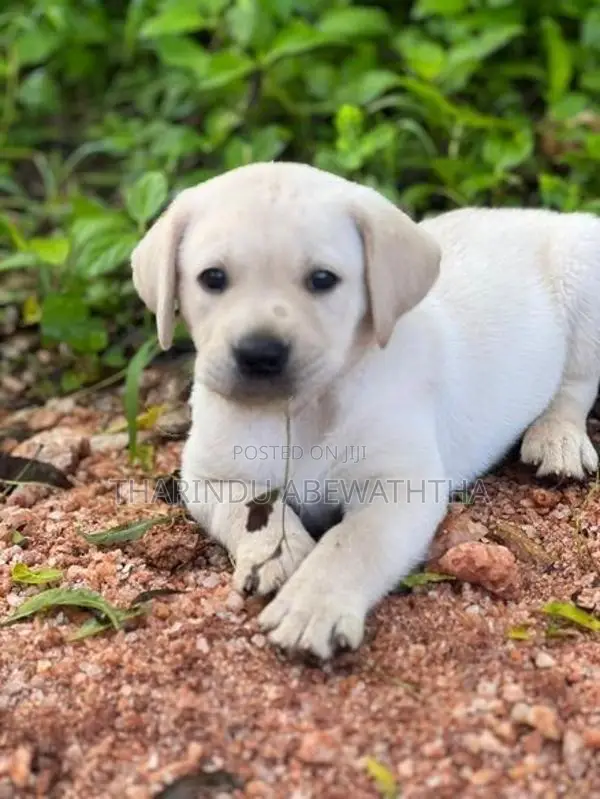 Labrador Puppies