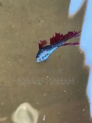 Beta Fish Male and Female