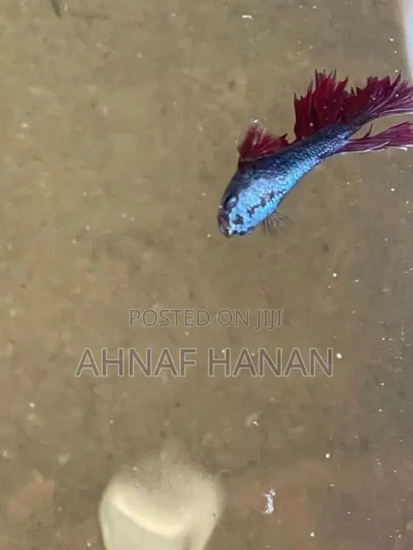 Beta Fish Male and Female