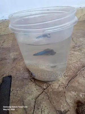 Beta Fish Male and Female