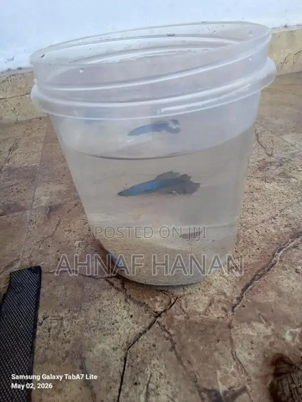Beta Fish Male and Female