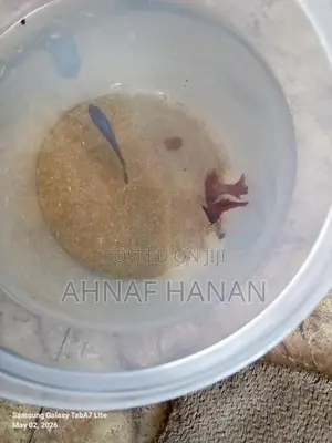 Beta Fish Male and Female