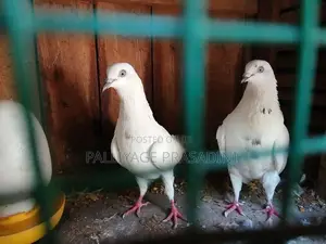 Pigeon