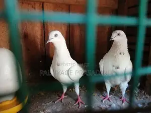 Pigeon
