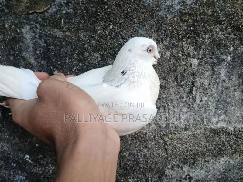 Pigeon
