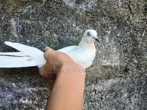 Pigeon