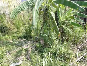 Super Land for Sale Boralesgamuwa
