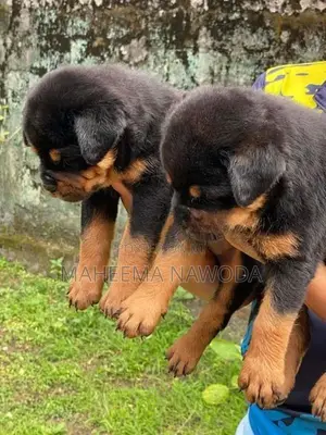 Rottweiler Puppies
