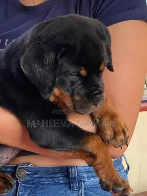 Rottweiler Puppies