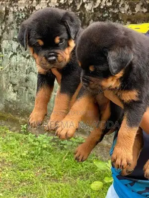 Rottweiler Puppies