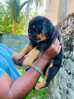 Rottweiler Puppies