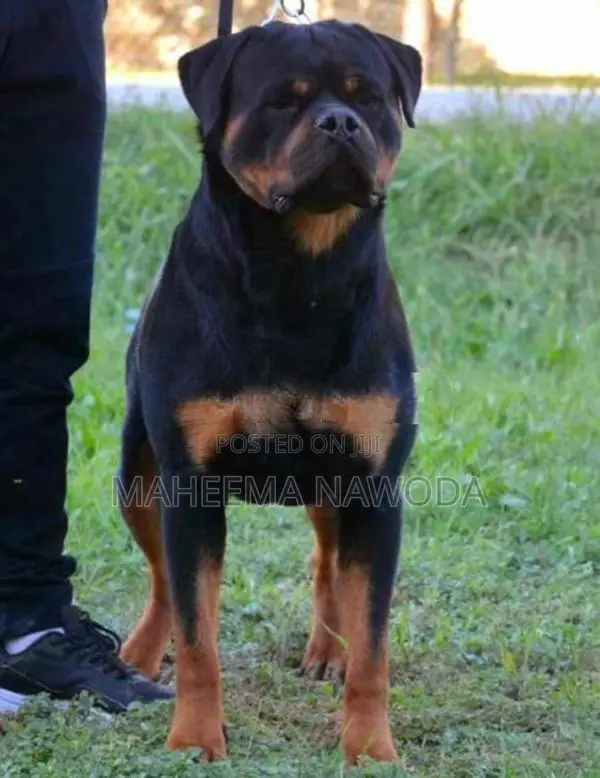 Rottweiler Puppies