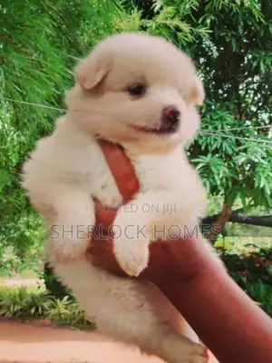 Lion Pomernarian Puppies