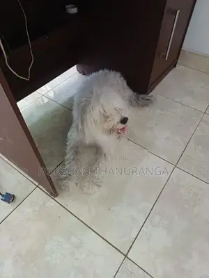 Tibetan Terrier Puppy