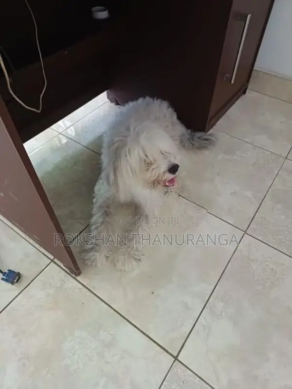 Tibetan Terrier Puppy