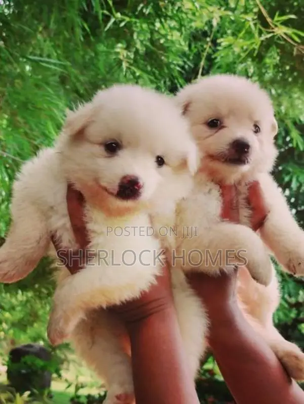 Lion Pomernarian Puppies