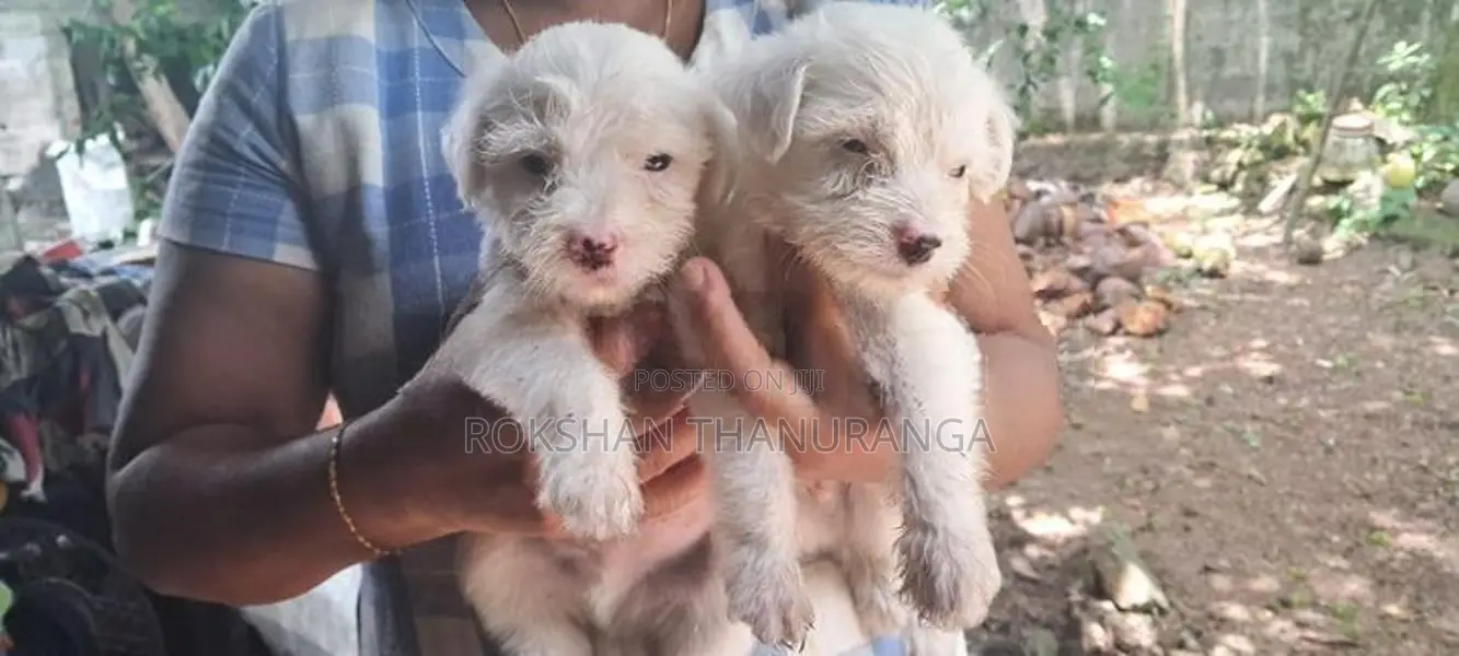 Tibetan Terrier Puppy