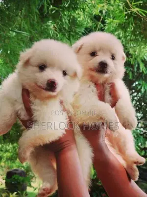 Lion Pomernarian Puppies