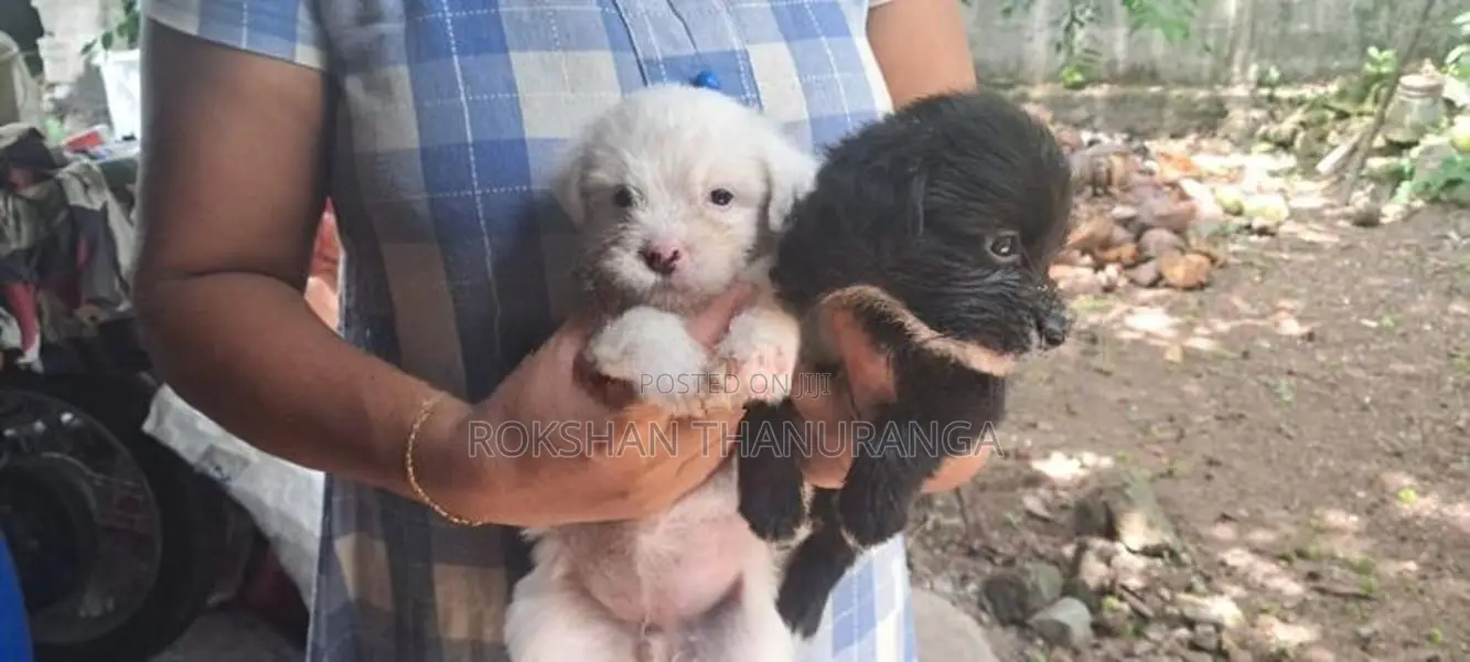 Tibetan Terrier Puppy