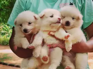 Lion Pomernarian Puppies