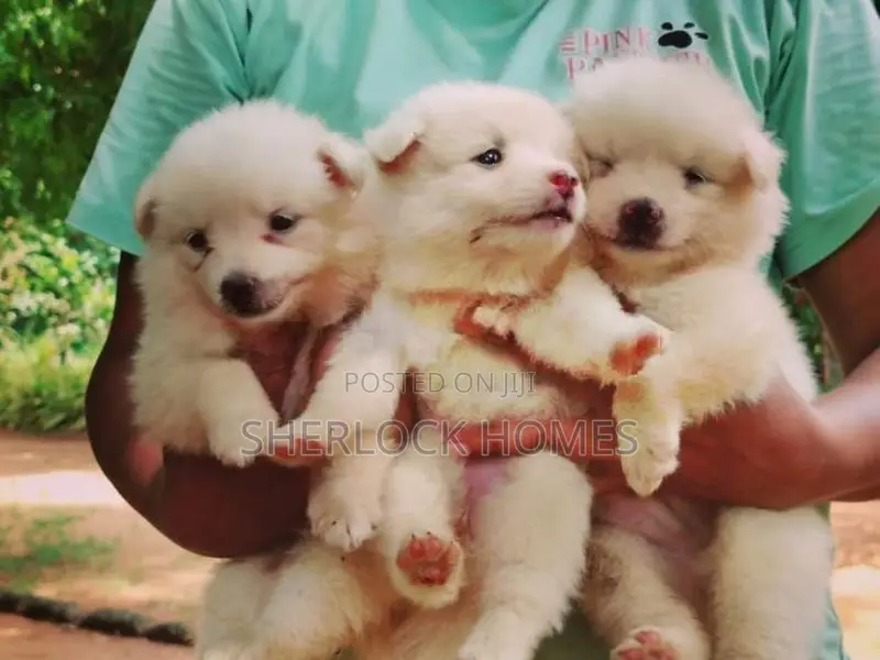 Lion Pomernarian Puppies