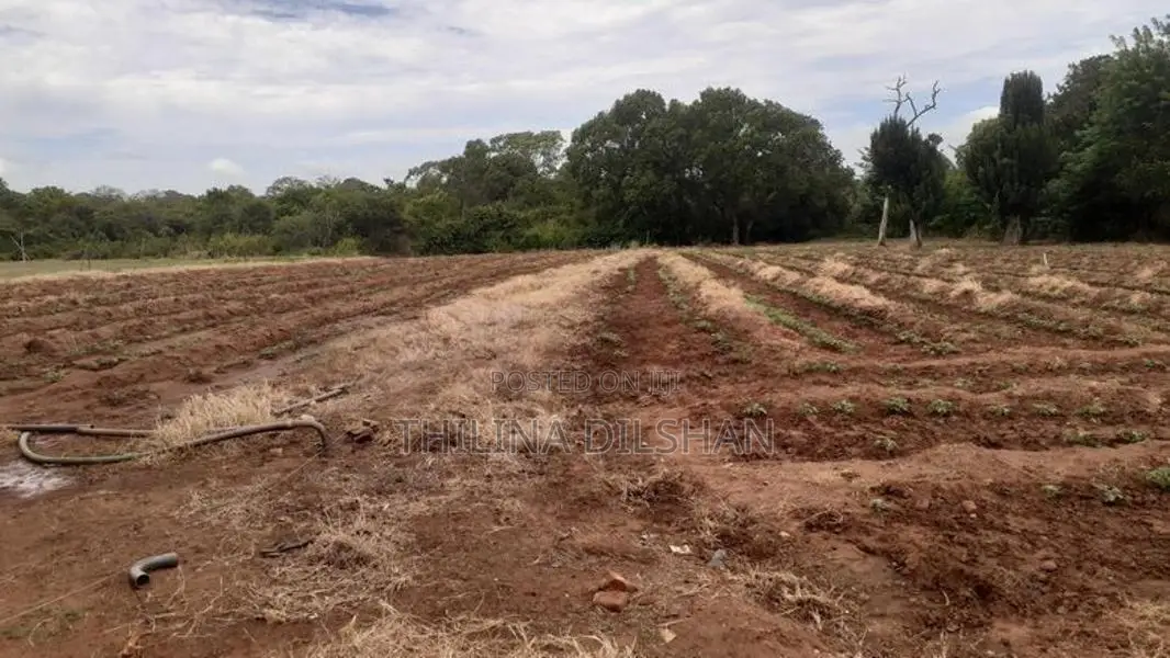 Thelulla Land for Sale