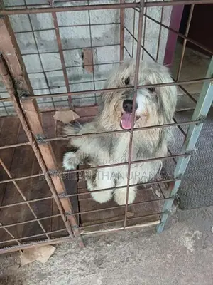 Tibetan Terrier Puppy