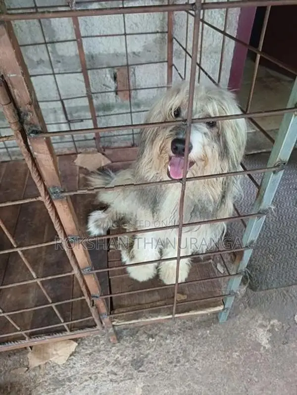 Tibetan Terrier Puppy
