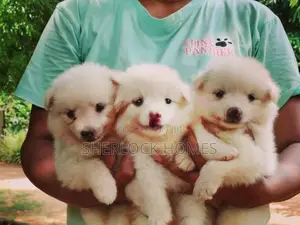 Lion Pomernarian Puppies