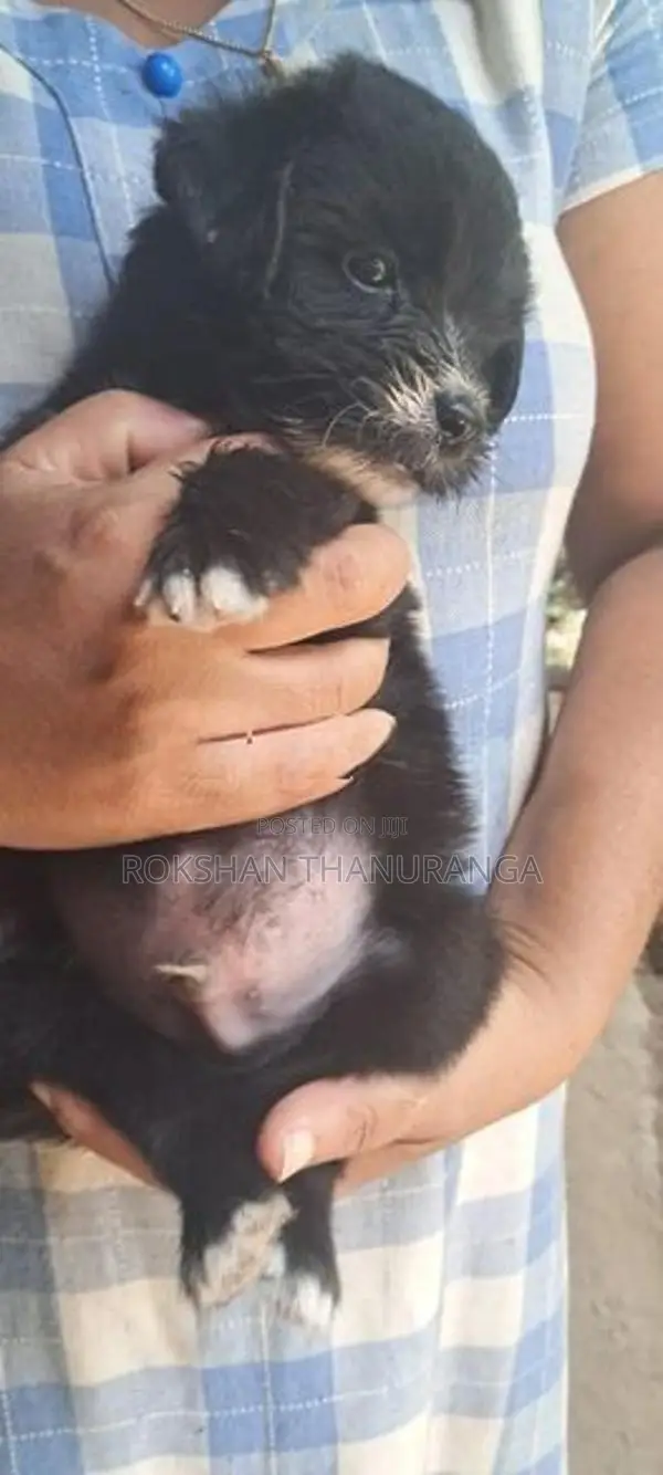 Tibetan Terrier Puppy