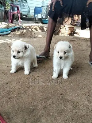 Lion Pomeranian